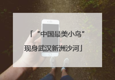 “中国最美小鸟”现身武汉新洲沙河