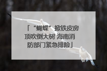 “蝴蝶”掀铁皮房顶吹倒大树 海南消防部门紧急排险
