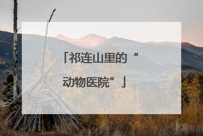 祁连山里的“动物医院”