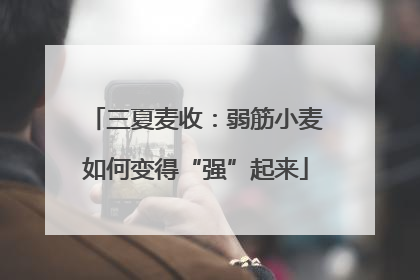 三夏麦收：弱筋小麦如何变得“强”起来