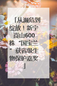 从濒危到绽放！新宁崀山600株“国宝兰”获省级生物保护嘉奖