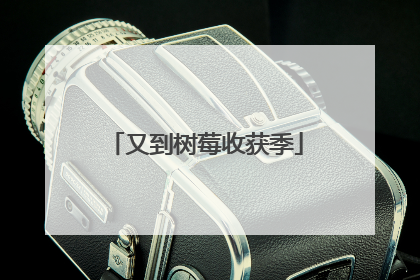 又到树莓收获季