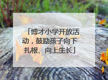 博才小学开放活动，鼓励孩子向下扎根、向上生长