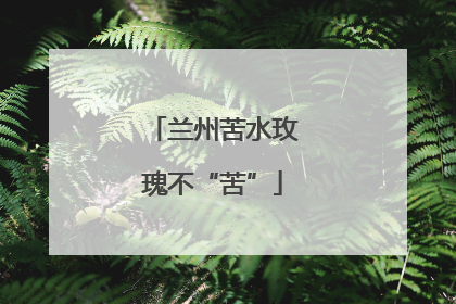 兰州苦水玫瑰不“苦”