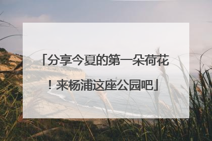 分享今夏的第一朵荷花！来杨浦这座公园吧