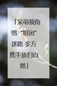 呆萌领角鸮“组团”迷路 多方携手放归自然
