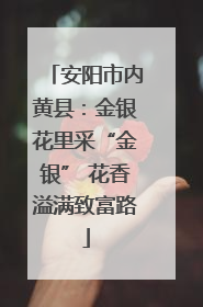 安阳市内黄县：金银花里采“金银” 花香溢满致富路