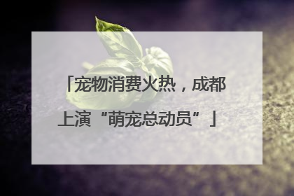 宠物消费火热，成都上演“萌宠总动员”