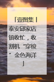 壹图集丨泰安邱家店镇收忙，收割机“穿梭”金色海洋