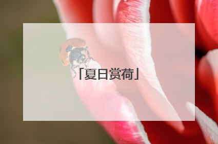 夏日赏荷