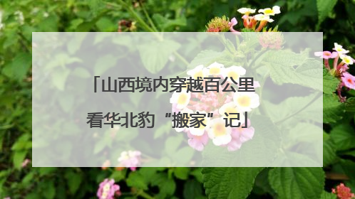山西境内穿越百公里 看华北豹“搬家”记