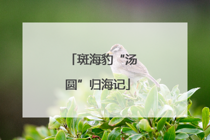 斑海豹“汤圆”归海记