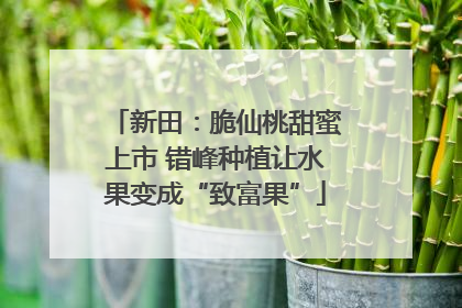 新田：脆仙桃甜蜜上市 错峰种植让水果变成“致富果”