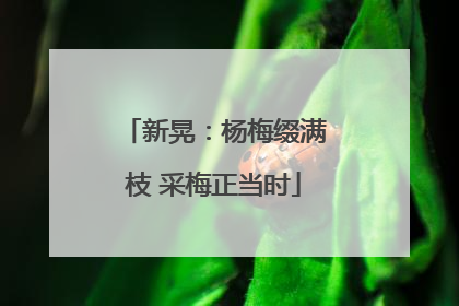 新晃：杨梅缀满枝 采梅正当时