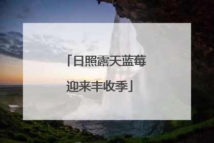 日照露天蓝莓迎来丰收季
