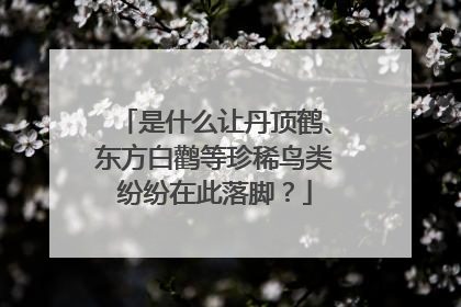 是什么让丹顶鹤、东方白鹳等珍稀鸟类纷纷在此落脚？