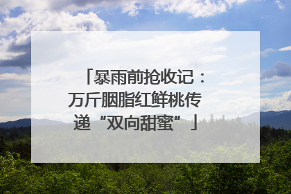 暴雨前抢收记：万斤胭脂红鲜桃传递“双向甜蜜”