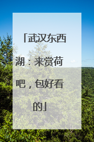 武汉东西湖：来赏荷吧，包好看的