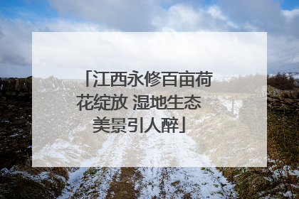 江西永修百亩荷花绽放 湿地生态美景引人醉