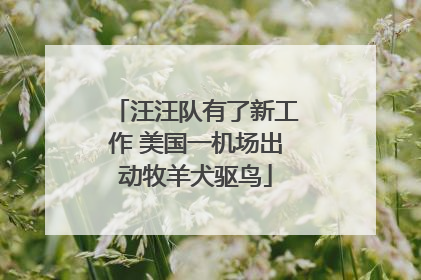 汪汪队有了新工作 美国一机场出动牧羊犬驱鸟