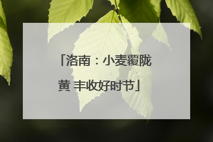 洛南：小麦覆陇黄 丰收好时节