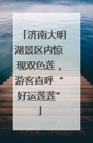 济南大明湖景区内惊现双色莲，游客直呼“好运莲莲”