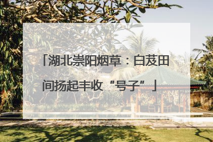 湖北崇阳烟草：白芨田间扬起丰收“号子”
