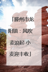 滕州市龙阳镇：风吹麦浪起 小麦迎丰收