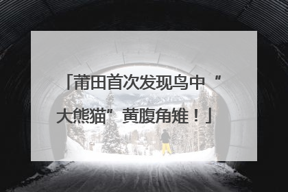 莆田首次发现鸟中“大熊猫”黄腹角雉！