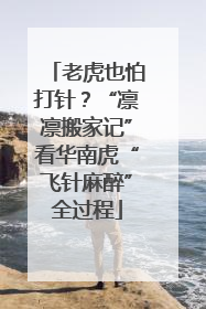 老虎也怕打针？“凛凛搬家记”看华南虎“飞针麻醉”全过程