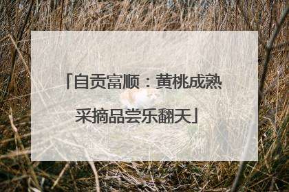 自贡富顺：黄桃成熟 采摘品尝乐翻天