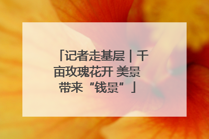 记者走基层｜千亩玫瑰花开 美景带来“钱景”