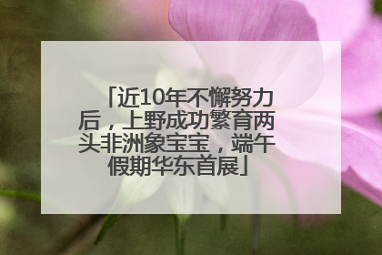 近10年不懈努力后，上野成功繁育两头非洲象宝宝，端午假期华东首展