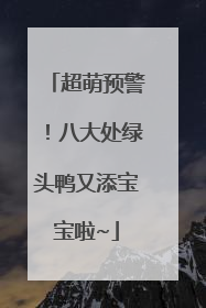 超萌预警！八大处绿头鸭又添宝宝啦~