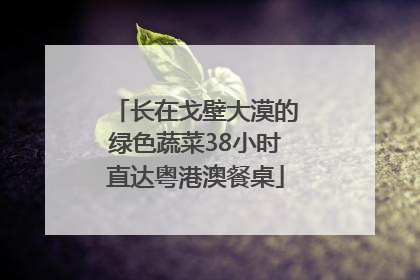 长在戈壁大漠的绿色蔬菜38小时直达粤港澳餐桌