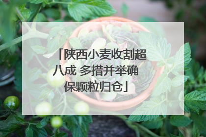 陕西小麦收割超八成 多措并举确保颗粒归仓