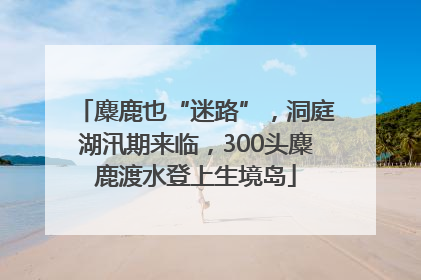 麋鹿也“迷路”，洞庭湖汛期来临，300头麋鹿渡水登上生境岛