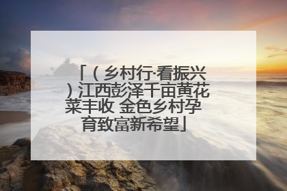（乡村行·看振兴）江西彭泽千亩黄花菜丰收 金色乡村孕育致富新希望