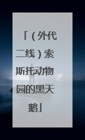 （外代二线）索斯托动物园的黑天鹅